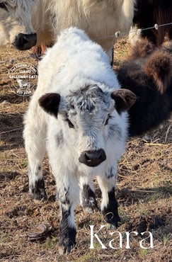 IMG_6079 IMG_6079